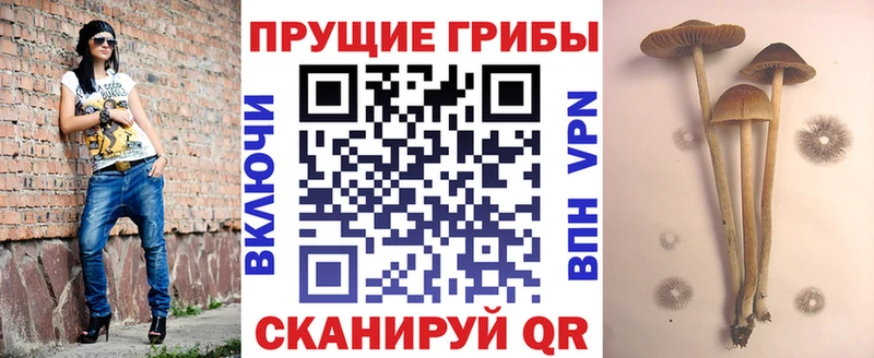 Купить где  Медвежьегорск  Псилоцибиновые грибы GOLDEN TEACHER 